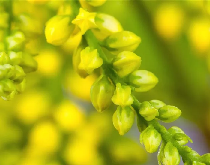 Goldtröpfchen - Einpflanzen im Garten