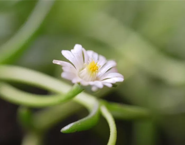 Kriechende Mittgsblume - Einpflanzen im Garten