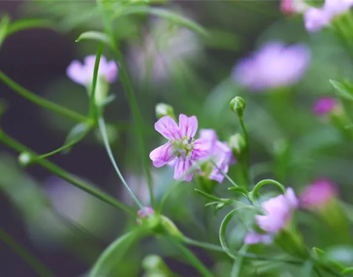 Sommer Schleierkraut - Einpflanzen im Garten