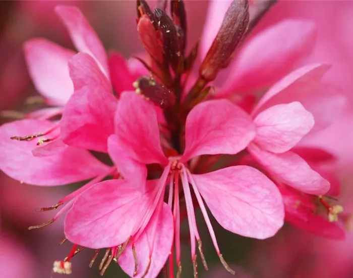 Prachtkerze - Einpflanzen im Garten