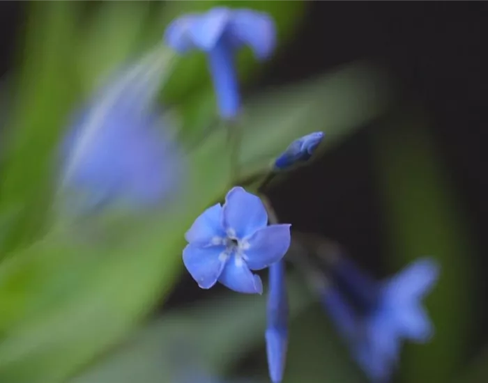 Texas Blaustern - Einpflanzen im Garten