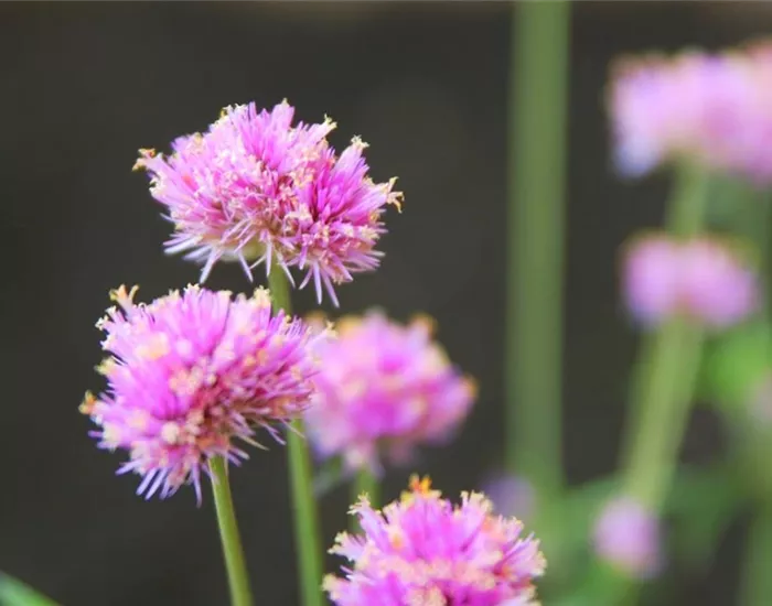 Echter Kugelamarant (Gomphrena) - Einpflanzen im Garten