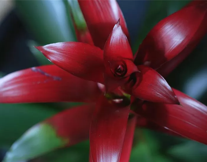 Bromelie (rot) - Umtopfen