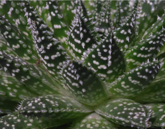 Haworthia - Umtopfen