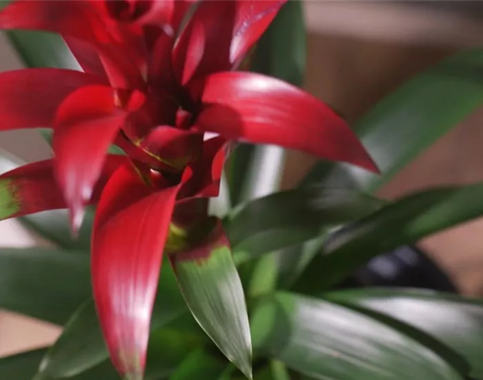 Zimmerpflanzenportrait - Bromelie