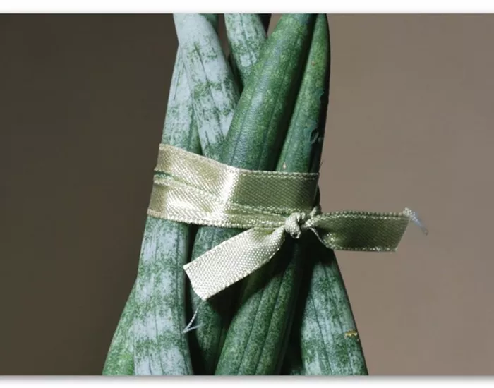 Zimmerpflanzenportrait - Bogenhanf "Spaghetti" 