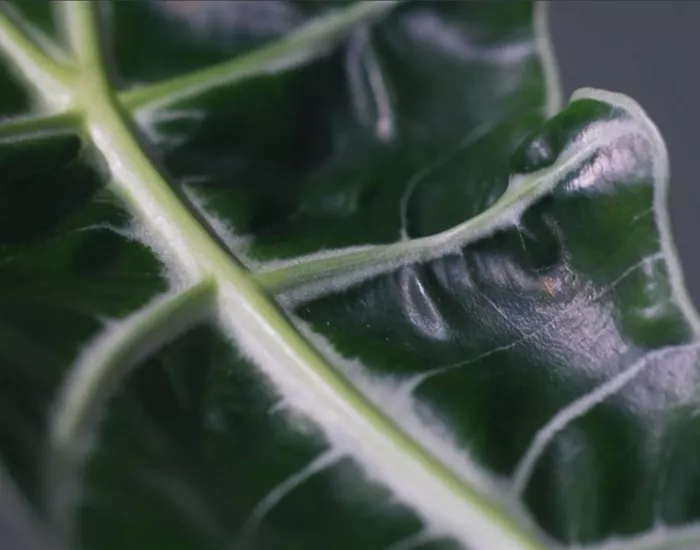 Zimmerpflanzenportrait - Pfeilblatt