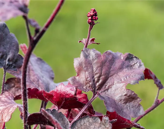 Silberglöckchen - Einpflanzen im Garten