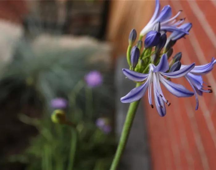 Afrikanische Schmucklilie - Einpflanzen im Garten