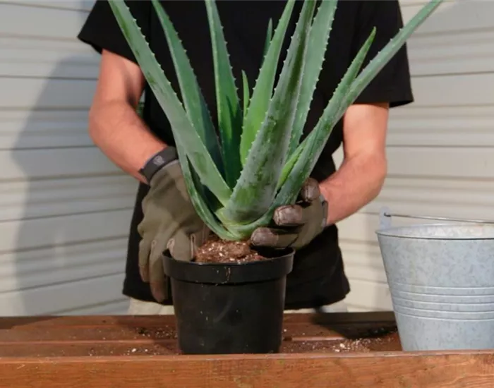 Aloe Vera - Umtopfen