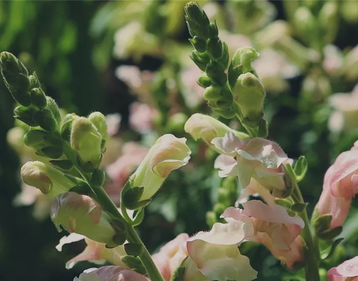 Löwenmaul - Einpflanzen im Garten