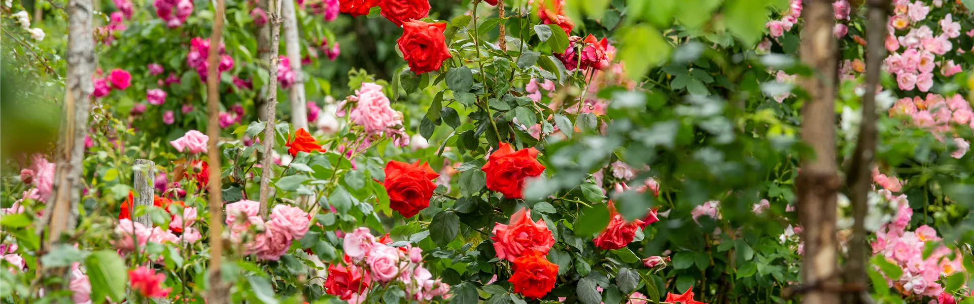 GS660440.jpg GS660440.jpg