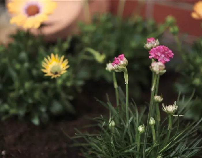 Strandgrasnelke - Einpflanzen im Garten