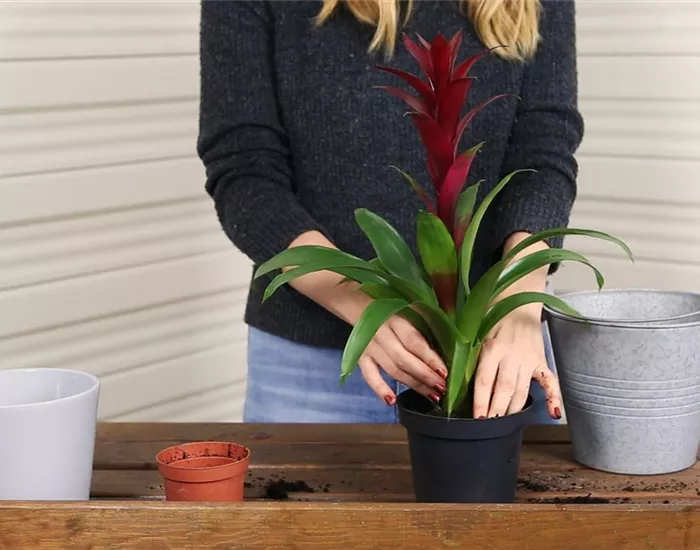 Bromelie - Einpflanzen in ein Gefäß