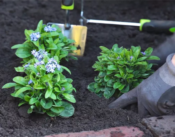 Vergissmeinnicht - Einpflanzen im Garten