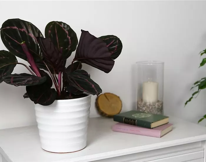 Korbmarante - Einpflanzen in ein Gefäß