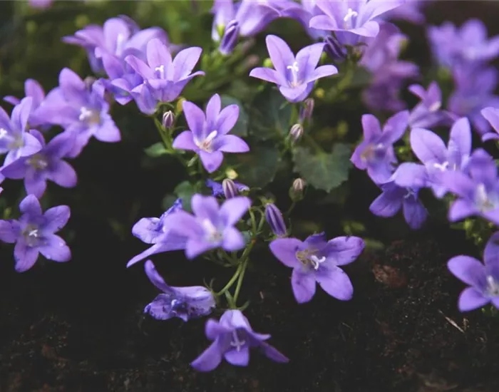 Dalmatiner Polster-Glockenblume - Einpflanzen im Garten
