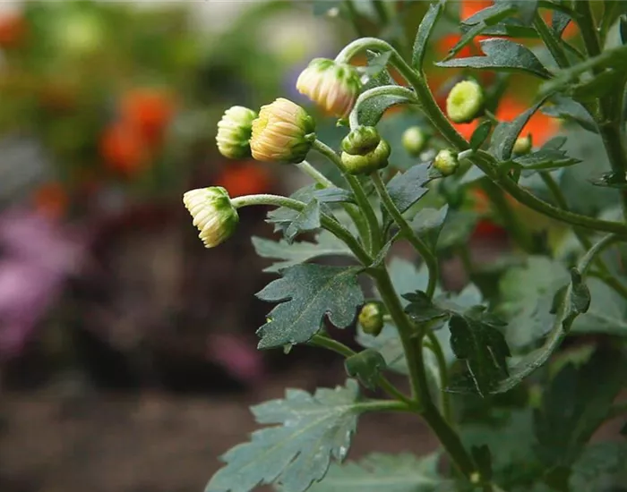 Chrysanthemen - Einpflanzen im Garten