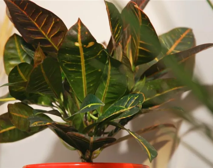 Wunderstrauch - Umtopfen