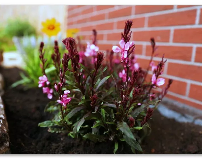 Prachtkerze – Einpflanzen im Garten