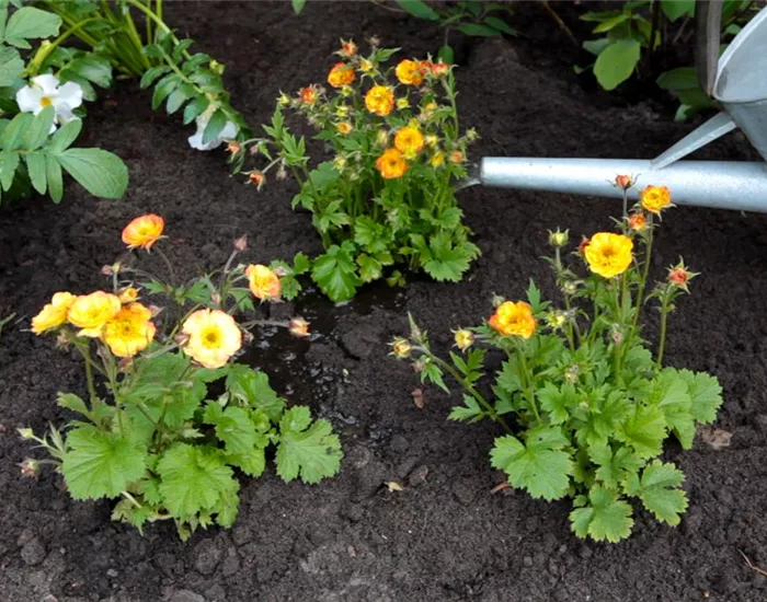 Nelkenwurz - Einpflanzen im Garten