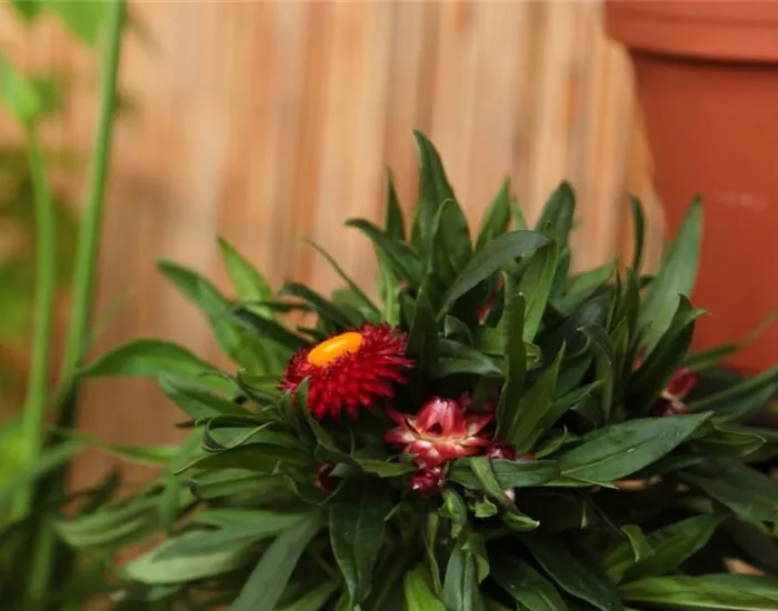 Garten-Strohblume - Einpflanzen in ein Gefäß