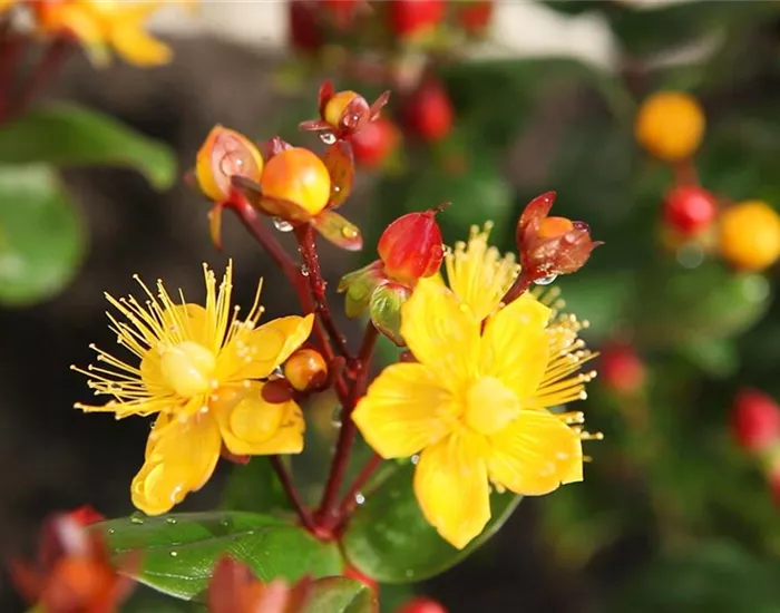 Johanniskraut - Einpflanzen im Garten