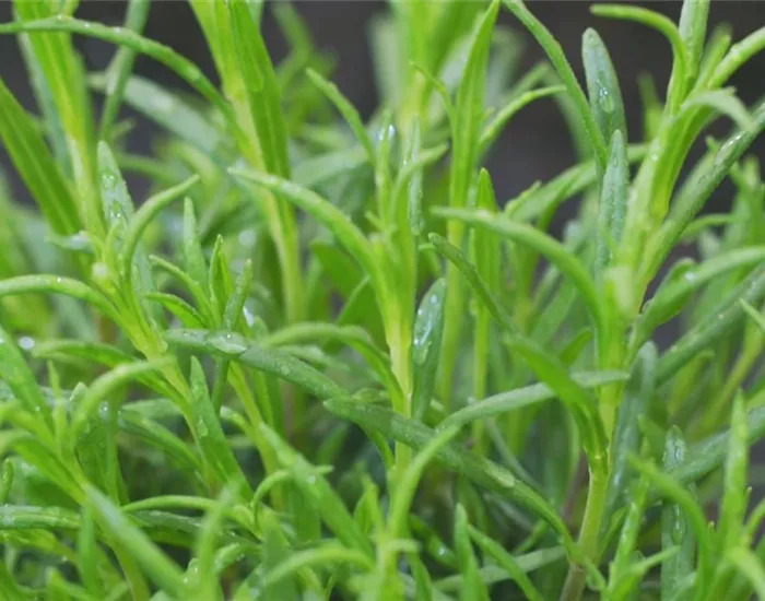 Lavendel - Einpflanzen im Garten