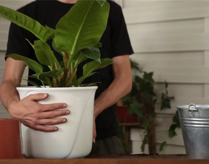 Philodendron - Einpflanzen in ein Gefäß