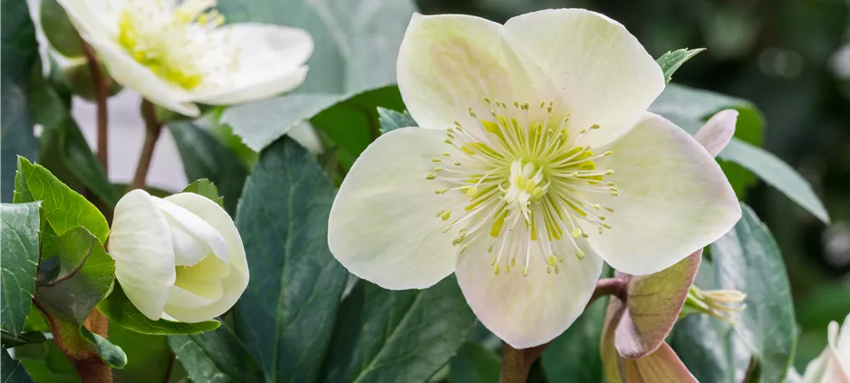 Helleborus x ericsmithii