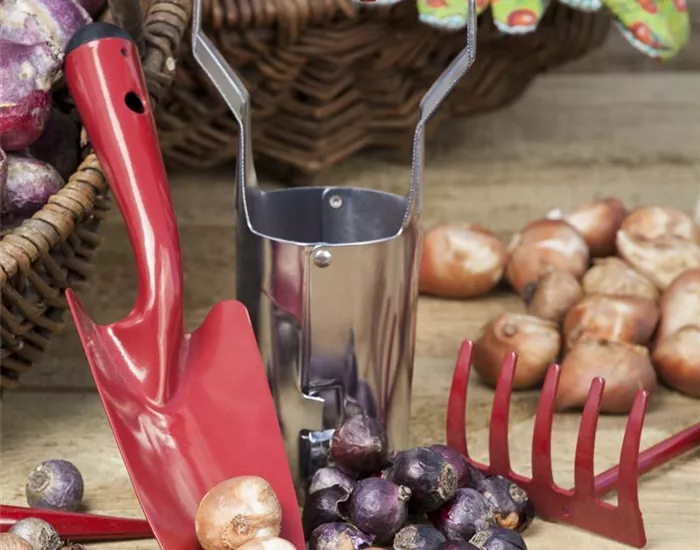 Ab in den Garten – Blumenzwiebeln im Frühjahr einpflanzen Ab in den Garten – Blumenzwiebeln im Frühjahr einpflanzen