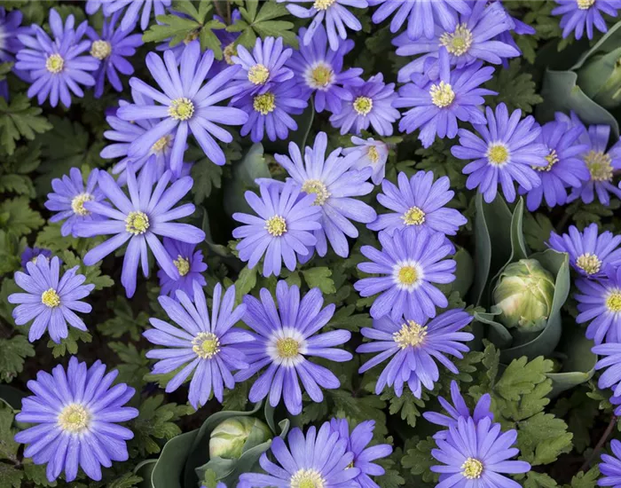 Anemonen – zarte Windröschen im Garten