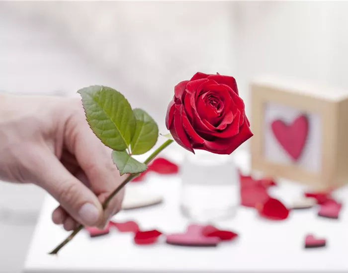 Blühender Valentinstag - für sie und ihn!