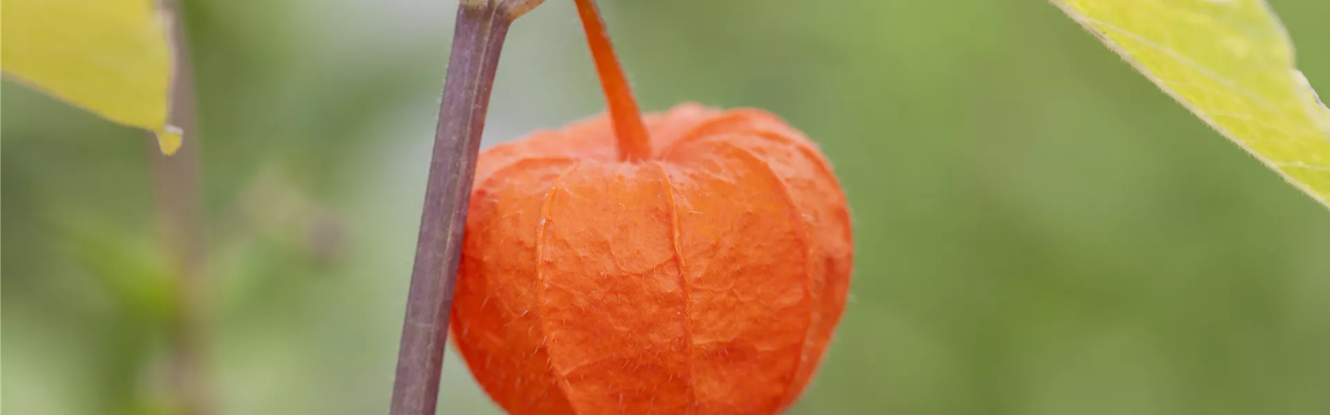 GS442454.jpg GS442454.jpg