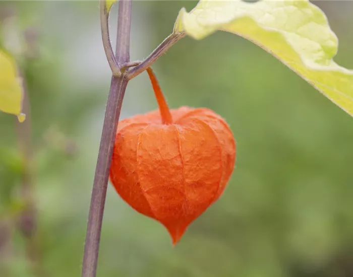 Die Lampionblume: alles andere als ein Nachtschattengewächs Die Lampionblume: alles andere als ein Nachtschattengewächs