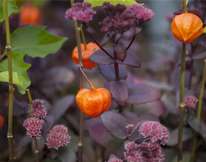 Schaurig schöne Tischgirlande aus Physalis