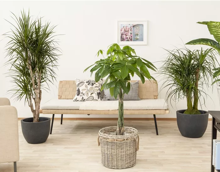 Die Glückskastanie – der asiatische Glücksbringer