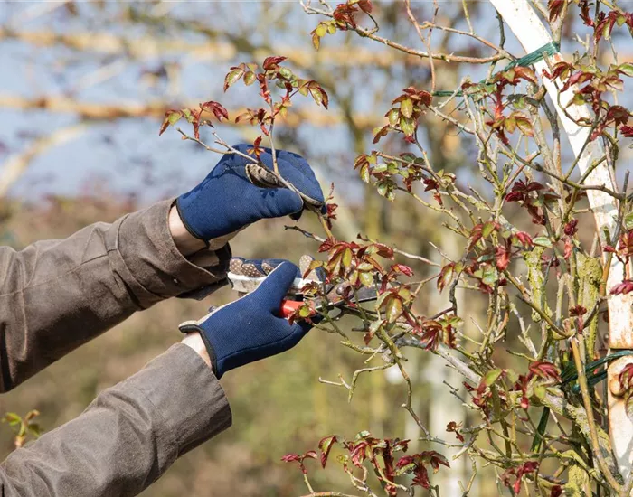 Der Rosenschnitt – Schönheitskur im Frühling