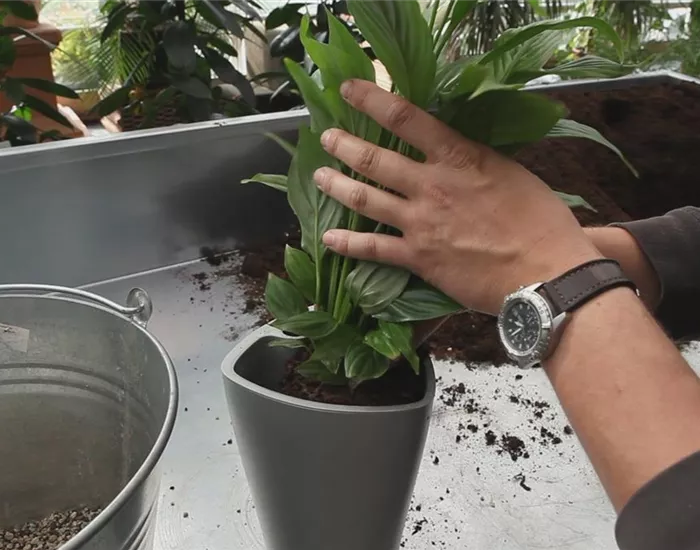 Einblatt - Einpflanzen in ein Gefäß