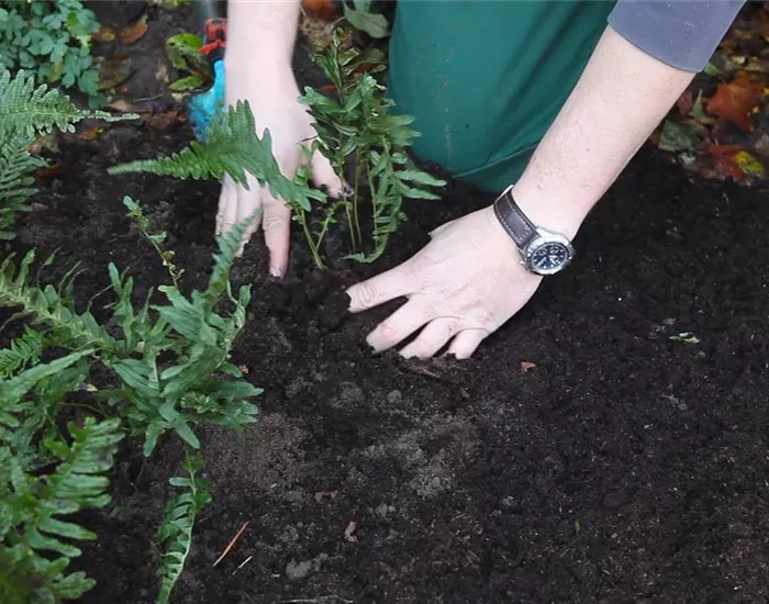 Farn - Teilen und Vermehren