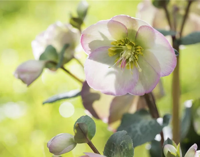 Fleur primeur - zarte Frühlingsgrüße aus dem Blumengarten