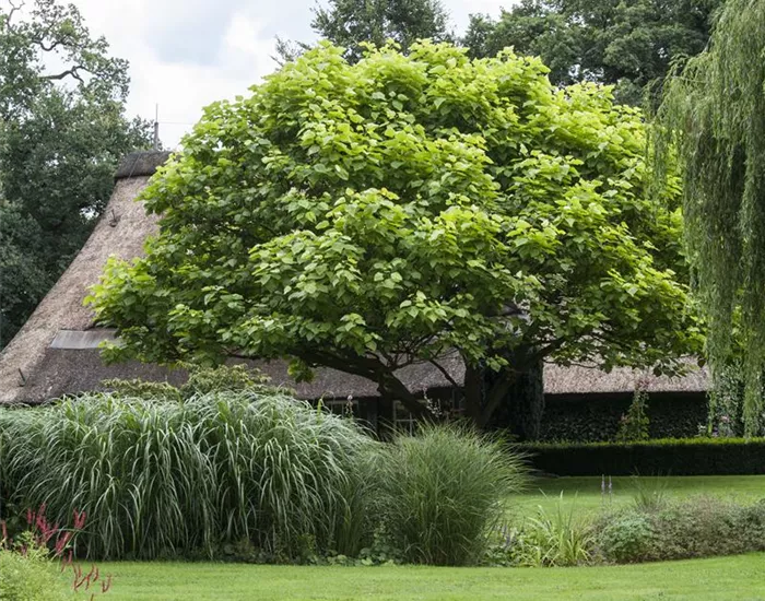 Frühjahrskur für Ihren Rasen