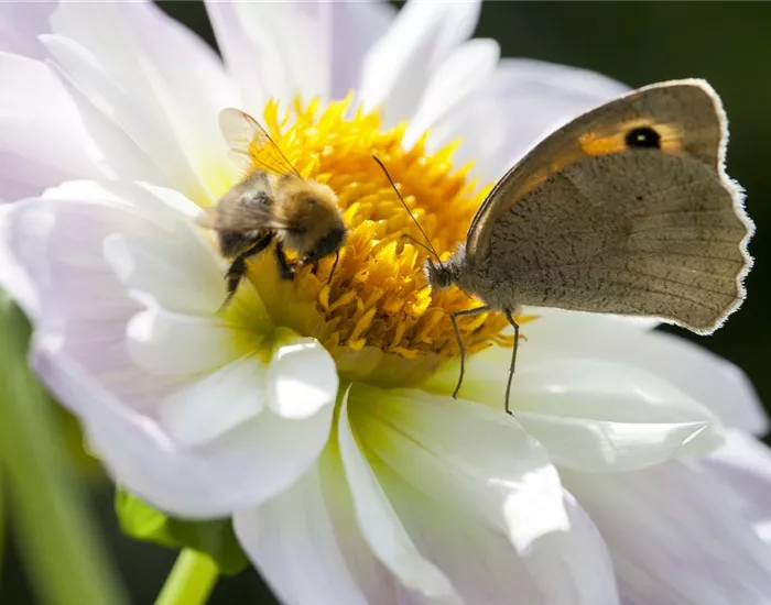 Frühblüher – das Frühlingsbuffet für Biene und Co. Frühblüher – das Frühlingsbuffet für Biene und Co.