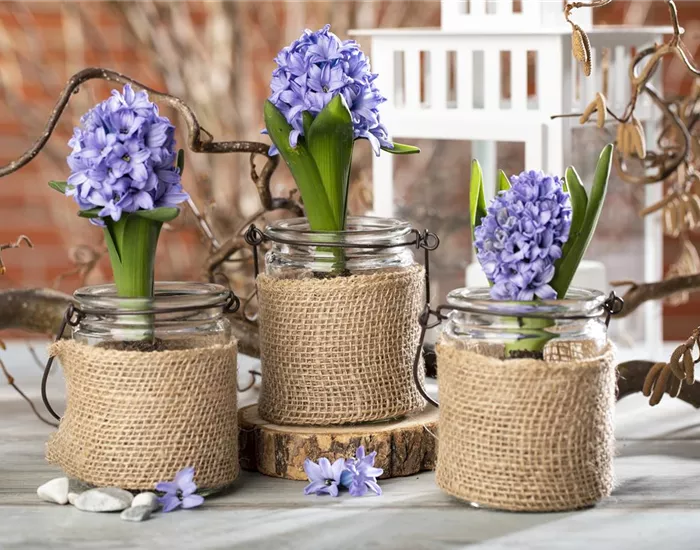 Blumenzwiebeln im Haus – Frühling im Wohnzimmer Blumenzwiebeln im Haus – Frühling im Wohnzimmer