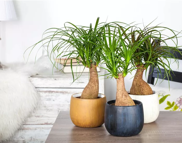 Fußpflege der botanischen Art: Elefantenfuß richtig pflegen