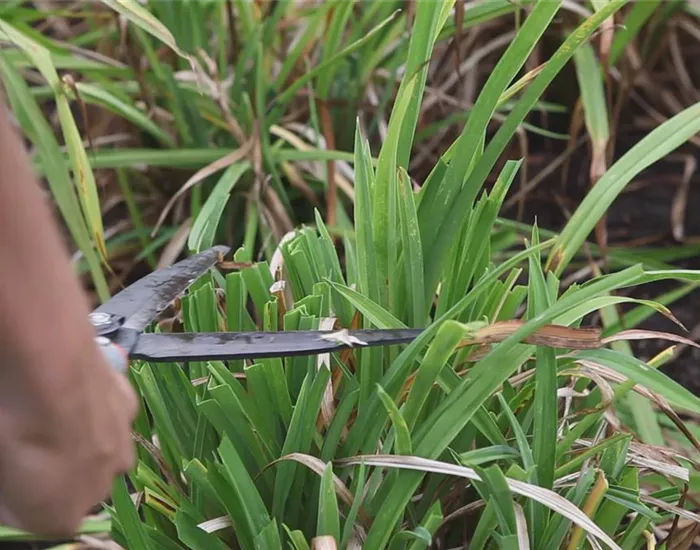 Taglilien - Zurückschneiden im Herbst