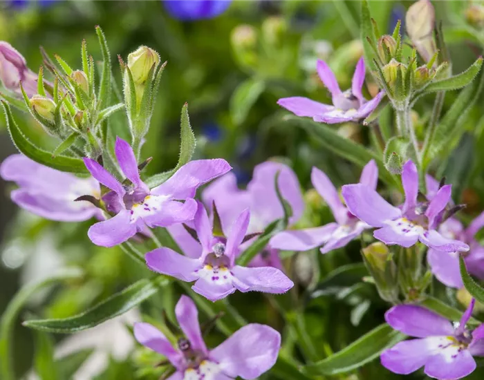 Männertreu – eine gefährliche Sommerliebe mit besonderen Blüten