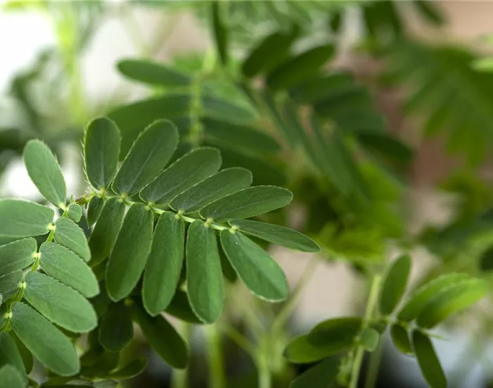 Mimosen, die sensiblen Geschöpfe der Pflanzenwelt