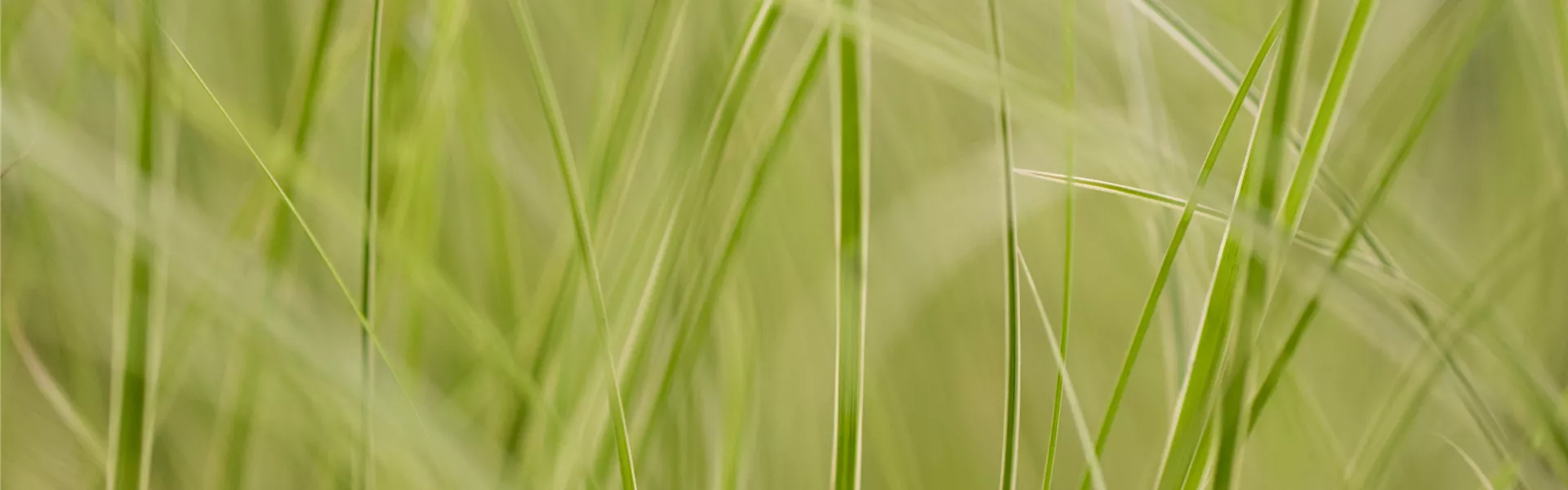 Carex brunnea 'Variegata'