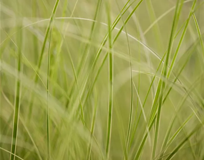 Auf die Feinheiten kommt es an: wie Gräser den Garten aufwerten